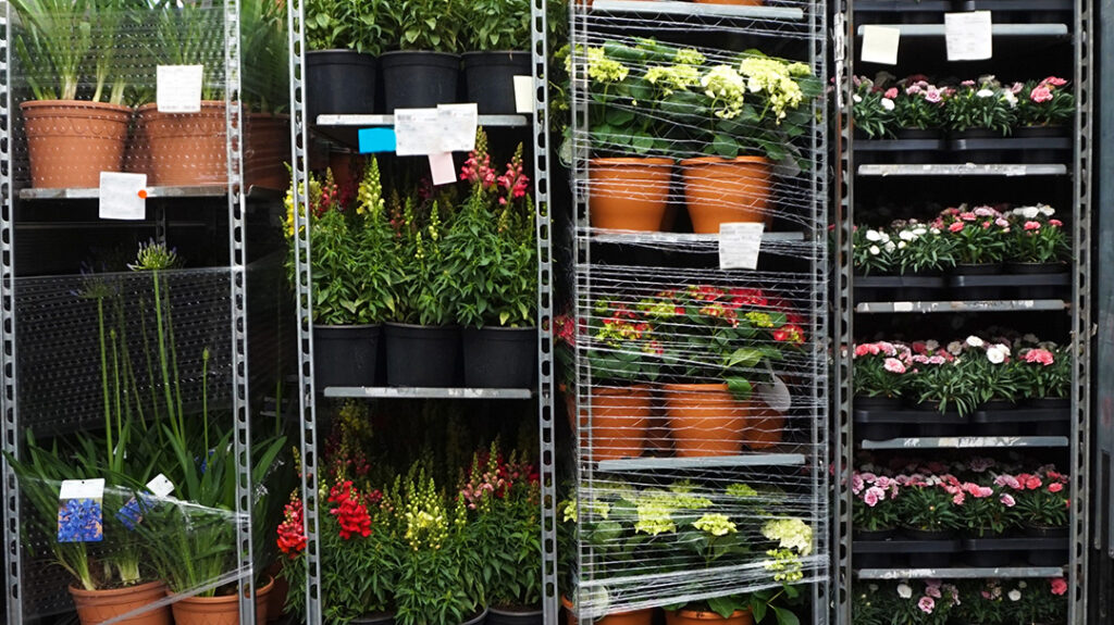Dispovit | Transport fleurs coupées et plantes